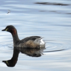 Tachybaptus novaehollandiae at Kambah, ACT - 15 Sep 2021