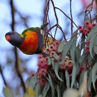 Trichoglossus moluccanus (Rainbow Lorikeet) at Majura, ACT - 14 Sep 2021 by RodDeb