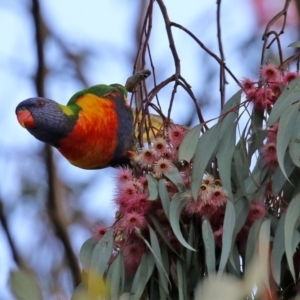 Trichoglossus moluccanus at Majura, ACT - 14 Sep 2021