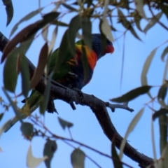 Trichoglossus moluccanus at Majura, ACT - 14 Sep 2021