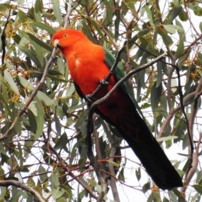 Alisterus scapularis (Australian King-Parrot) at Lions Youth Haven - Westwood Farm - 15 Sep 2021 by HelenCross