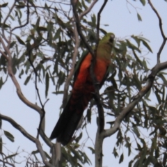 Alisterus scapularis at Kambah, ACT - suppressed