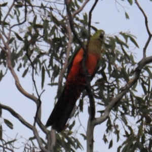 Alisterus scapularis at Kambah, ACT - suppressed