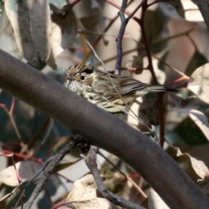 Pyrrholaemus sagittatus at Majura, ACT - 14 Sep 2021