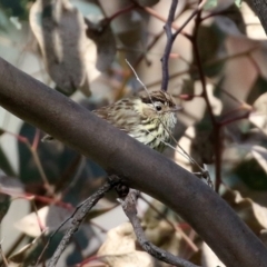 Pyrrholaemus sagittatus at Majura, ACT - 14 Sep 2021