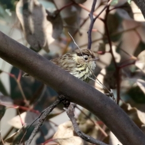 Pyrrholaemus sagittatus at Majura, ACT - 14 Sep 2021