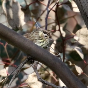 Pyrrholaemus sagittatus at Majura, ACT - 14 Sep 2021