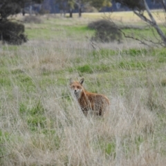 Vulpes vulpes (Red Fox) at Lions Youth Haven - Westwood Farm A.C.T. - 15 Sep 2021 by HelenCross