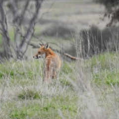 Vulpes vulpes at Kambah, ACT - suppressed