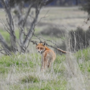 Vulpes vulpes at Kambah, ACT - 15 Sep 2021