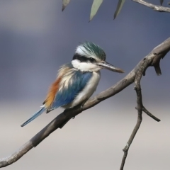 Todiramphus pyrrhopygius (Red-backed Kingfisher) at Majura, ACT - 14 Sep 2021 by RodDeb