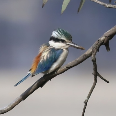 Todiramphus pyrrhopygius (Red-backed Kingfisher) at Majura, ACT - 14 Sep 2021 by RodDeb