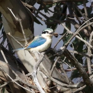 Todiramphus pyrrhopygius at Majura, ACT - 14 Sep 2021