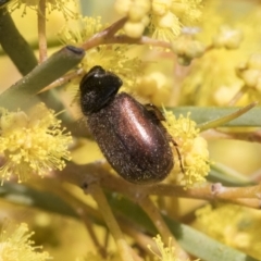 Heteronyx dimidiatus (Dimidiatus scarab beetle) at Scullin, ACT - 14 Sep 2021 by AlisonMilton