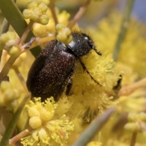 Heteronyx dimidiatus at Scullin, ACT - 14 Sep 2021