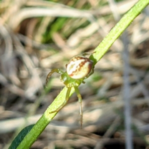 Australomisidia rosea at Kambah, ACT - 15 Sep 2021