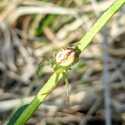 Australomisidia rosea (Rosy Flower Spider) at Kambah, ACT - 15 Sep 2021 by HelenCross