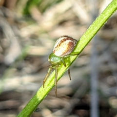 Australomisidia rosea at Kambah, ACT - 15 Sep 2021