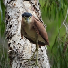 Nycticorax caledonicus (Nankeen Night-Heron) at Cranbrook, QLD - 25 Jan 2020 by TerryS