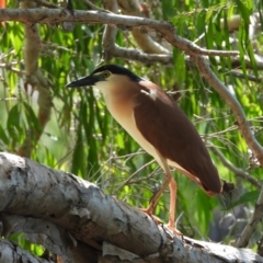 Nycticorax caledonicus (Nankeen Night-Heron) at Cranbrook, QLD - 9 Feb 2020 by TerryS