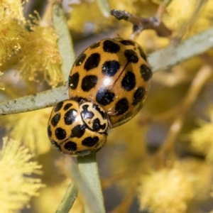 Harmonia conformis at Scullin, ACT - 14 Sep 2021