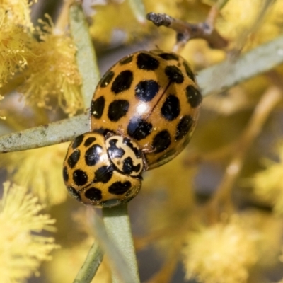 Harmonia conformis (Common Spotted Ladybird) at Scullin, ACT - 14 Sep 2021 by AlisonMilton