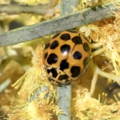 Harmonia conformis at Scullin, ACT - 14 Sep 2021