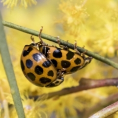Harmonia conformis at Scullin, ACT - 14 Sep 2021