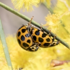 Harmonia conformis at Scullin, ACT - 14 Sep 2021