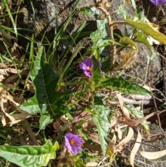 Solanum cinereum (Narrawa Burr) at Lions Youth Haven - Westwood Farm A.C.T. - 15 Sep 2021 by HelenCross