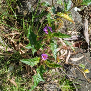 Solanum cinereum at Kambah, ACT - 15 Sep 2021