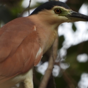 Nycticorax caledonicus at Cranbrook, QLD - 14 Jan 2020 08:03 AM