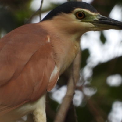 Nycticorax caledonicus (Nankeen Night-Heron) at Cranbrook, QLD - 14 Jan 2020 by TerryS