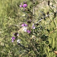 Glycine clandestina (Twining Glycine) at Tuggeranong Hill - 3 Sep 2021 by ROWLAD