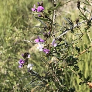 Glycine clandestina at Calwell, ACT - 3 Sep 2021 02:06 PM