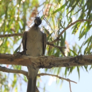 Philemon corniculatus at Cranbrook, QLD - 4 Dec 2019 09:28 AM