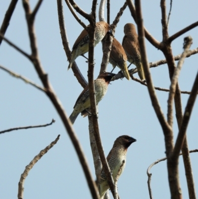 Lonchura punctulata (Scaly-breasted Munia) at Cranbrook, QLD - 14 Nov 2019 by TerryS
