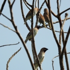 Lonchura punctulata (Scaly-breasted Munia) at Cranbrook, QLD - 13 Nov 2019 by TerryS