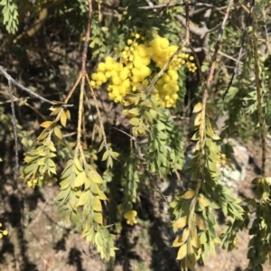 Acacia vestita at Calwell, ACT - 3 Sep 2021