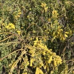 Acacia vestita at Calwell, ACT - 3 Sep 2021