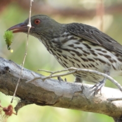 Oriolus sagittatus (Olive-backed Oriole) at Cranbrook, QLD - 8 Jan 2020 by TerryS