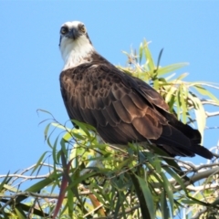 Pandion haliaetus (Osprey) at Cranbrook, QLD - 13 Sep 2019 by TerryS