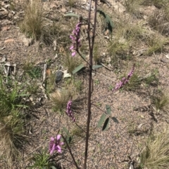 Indigofera australis subsp. australis (Australian Indigo) at Calwell, ACT - 11 Sep 2021 by ROWLAD