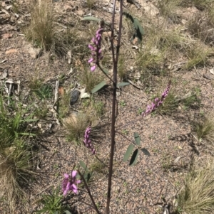 Indigofera australis subsp. australis at Calwell, ACT - 11 Sep 2021