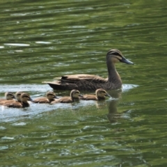 Anas superciliosa (Pacific Black Duck) at Cranbrook, QLD - 8 Jan 2020 by TerryS