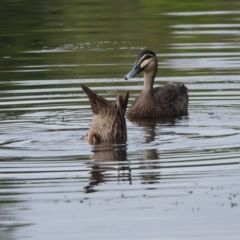 Anas superciliosa (Pacific Black Duck) at Douglas, QLD - 24 Jan 2020 by TerryS
