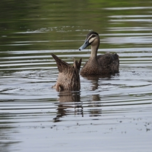 Anas superciliosa at Douglas, QLD - 25 Jan 2020