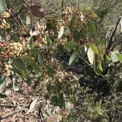 Eucalyptus polyanthemos subsp. polyanthemos (Red Box) at Calwell, ACT - 3 Sep 2021 by ROWLAD