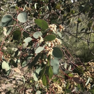 Eucalyptus polyanthemos subsp. polyanthemos at Calwell, ACT - 3 Sep 2021