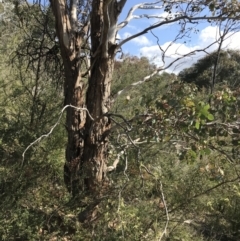 Eucalyptus polyanthemos subsp. polyanthemos at Calwell, ACT - 3 Sep 2021